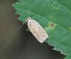 Agonopterix sp.